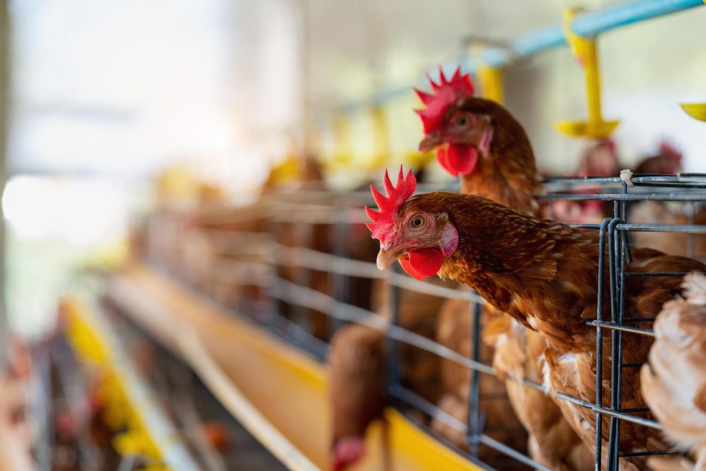 Gripe Aviária: Alerta Global e os Desafios para o Brasil